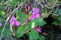 Sonerila pulneyensis